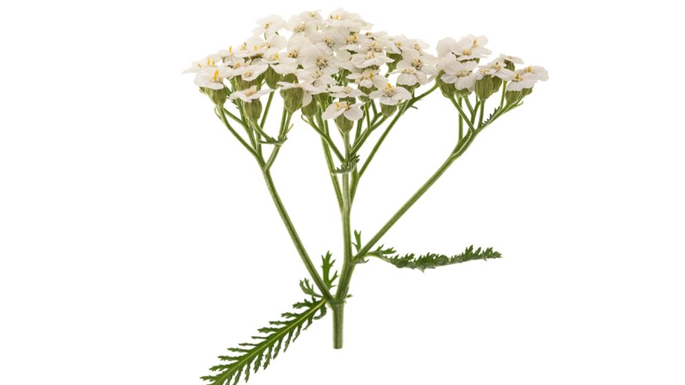 Yarrow come parte di Proctonic